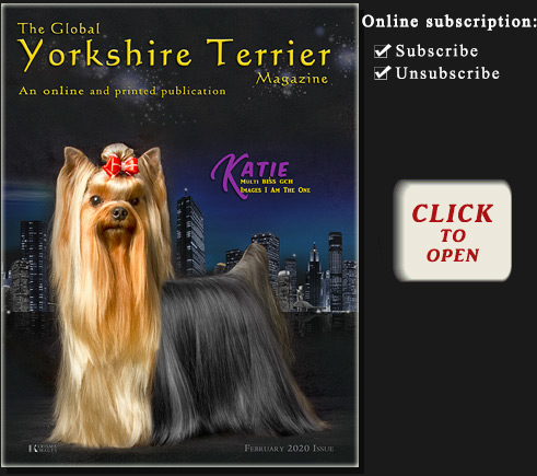 The Global Yorkshire Terrier Magazine - September 2013