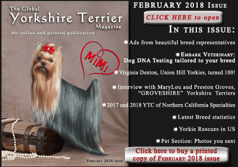 groveshire yorkshire terriers